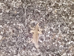 Callisaurus draconoides ventralis