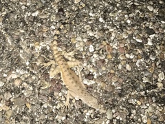 Callisaurus draconoides ventralis