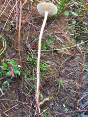 Phaeonematoloma myosotis