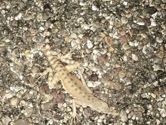 Callisaurus draconoides ventralis