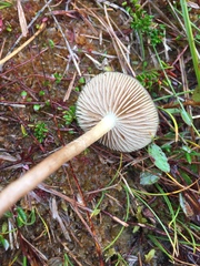 Phaeonematoloma myosotis