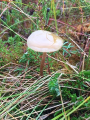 Phaeonematoloma myosotis