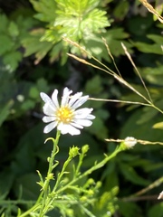 Eurybia spectabilis