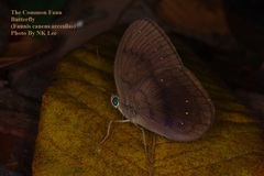 Faunis canens arcesilas