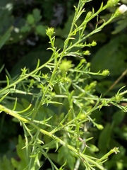 Eurybia spectabilis