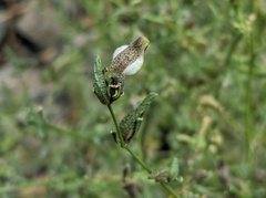 Cordylanthus nevinii