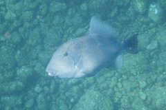 Pseudobalistes naufragium