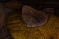 Faunis canens arcesilas