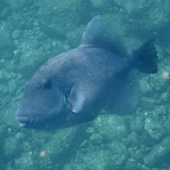 Pseudobalistes naufragium