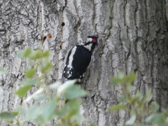 Dendrocopos major