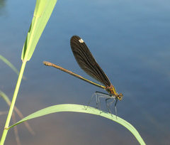 Calopteryx japonica