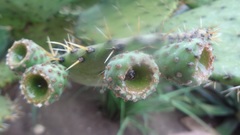 Opuntia huajuapensis