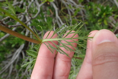 Jacobaea adonidifolia