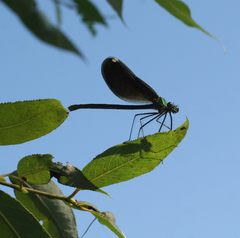 Calopteryx japonica