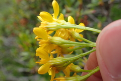 Jacobaea adonidifolia