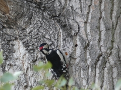 Dendrocopos major