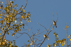 Turdus pilaris
