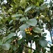 Karpatiosorbus - Photo (c) Bernd Haynold, some rights reserved (CC BY-NC), uploaded by Bernd Haynold