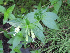 Epilobium luteum
