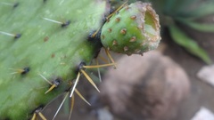 Opuntia huajuapensis