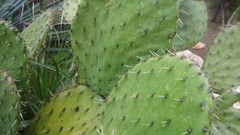 Opuntia huajuapensis