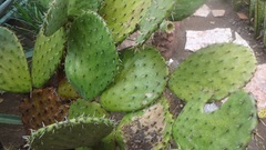 Opuntia huajuapensis