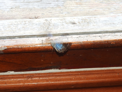 Quadrus cerialis
