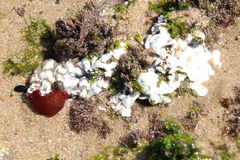 Lithophyllum incrustans