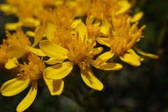 Jacobaea adonidifolia