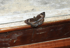 Quadrus cerialis