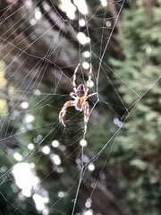 Araneus diadematus