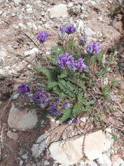 Oxytropis montana