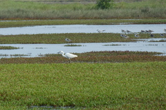 Egretta garzetta