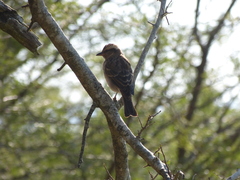 Gymnoris superciliaris