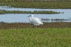 Egretta garzetta