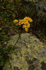 Jacobaea adonidifolia