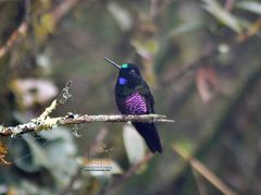 Coeligena helianthea