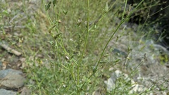 Cordylanthus nevinii