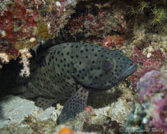 Coral Rockcod photo 2