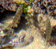 Diplodus sargus