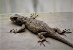 Sceloporus melanorhinus