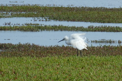 Egretta garzetta