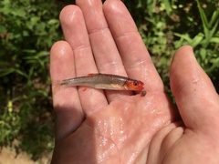 Pinewoods Shiner photo 5