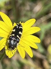 Acmaeodera macra