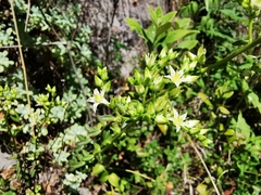 Sedum calcicola