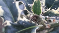 Araneus diadematus