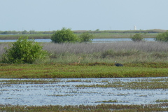 Egretta gularis
