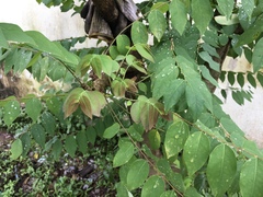 Phyllanthus acidus