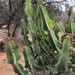 Euphorbia cooperi - Photo (c) allanweideman10,  זכויות יוצרים חלקיות (CC BY-NC)