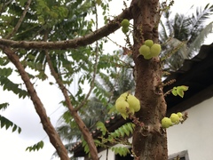 Phyllanthus acidus